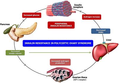 Nutrition and Female Fertility: An Interdependent Correlation